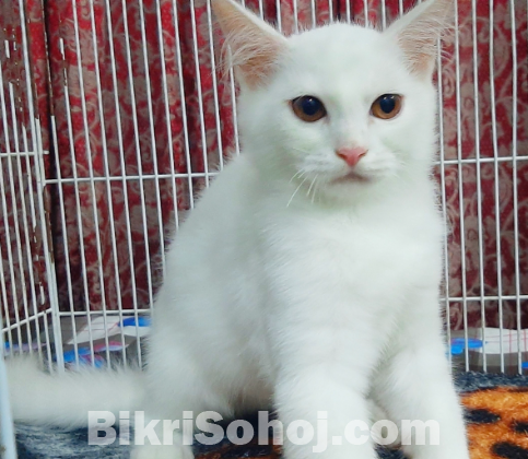 Persian High Quality Mixed Breed Kittens